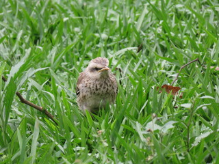 bird in the grass