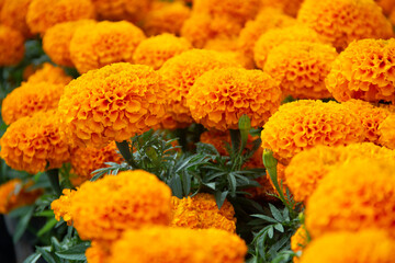 Cempasuchil orange flower for mexican altar at the day of the dead celebration