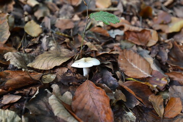 Pilz im Wald