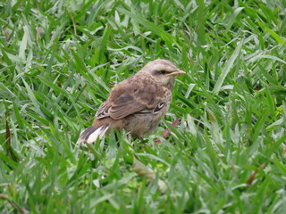 bird on the grass