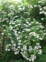 viburnum vulgaris (Viburnum opulus) blooms in spring