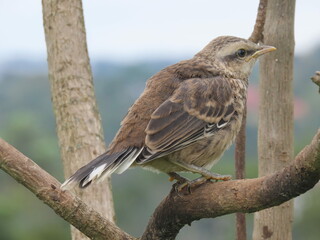 robin on a branch