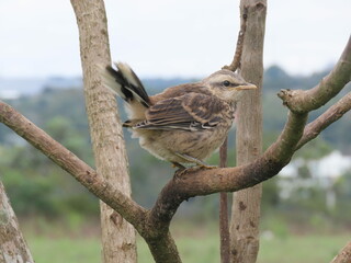 sparrow on a branch