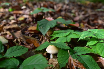 Pilz im Wald