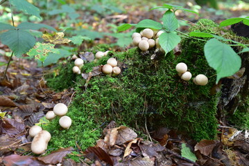 Pilz im Wald