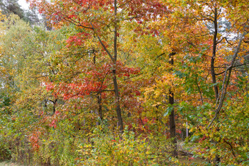 Autumn multicolored wild forest on a sunny warm fall day. Day.