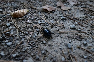 Käfer auf dem Boden