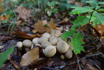 Pilz im Wald