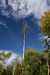 vertrockneter Baum