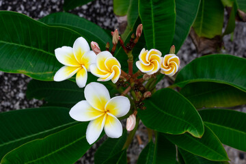 Beautiful white frangipani flowers on a dark background. Tropical plants and flowers, selective focus