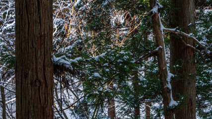 Fototapeta premium Pine trees covered with snow on frosty day at beautiful winter of Japan