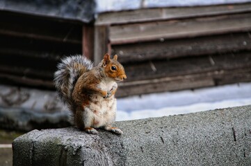 Grey squirrel