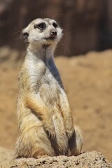 meerkat on guard