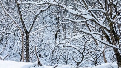 Fototapeta premium A panoramic trees covered with snow on frosty day at beautiful winter of Japan