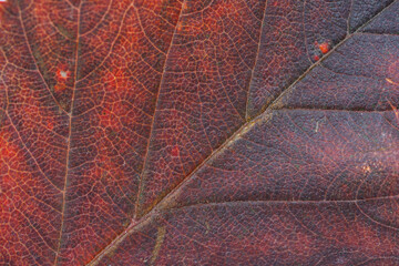 Macro photo of Autumn Foliage. Red Leaf texture close up. Midvein Primary vein, Secondary vein. Glossy top side.