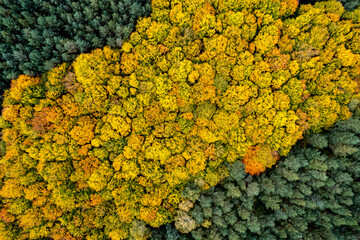 Top down view of autumn forest, drone view from above of trees in fall season. Natural background