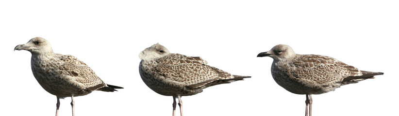 Drei M&ouml;wen in einer Reihe sitzend, freigestellt, transparenter Hintergrund