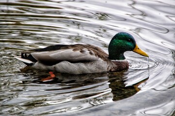 Mallard duck