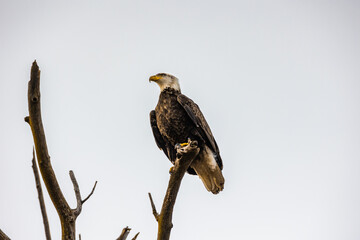 Bald Eagle sitting on a branch gazing into the distance