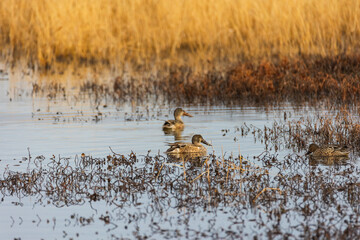 Ducks sitting in swampy marshland
