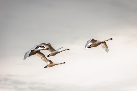 Gander Of Geese In Flight