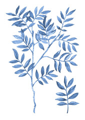 Blue Ruscus. Greenery collection. Watercolor botanical painting. Hand-drawn artistic illustration on black background.