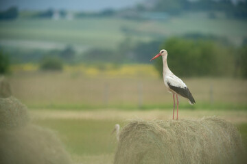 White stork Ciconia ciconia standing on round hay bale in French countryside