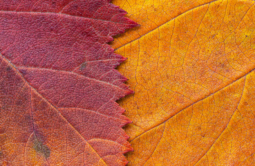 Macro photo of Autumn Foliage. Red and yellow Leaf texture close up. Midvein Primary vein, Secondary vein. Glossy top side.