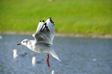 seagull in flight