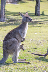 kangaroo and baby