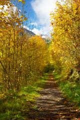 Fototapeta na wymiar Indian summer in fall in the alpine valley of Holzgau in Tyrol Austria