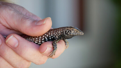 Rescue from the pool, a Whiptail in Arizona