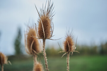 dried flower with thorns