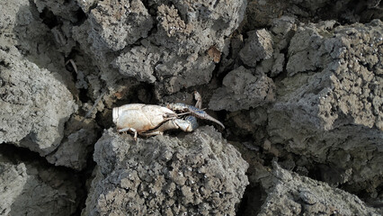 Detail of remains of dead crabs among the parched muddy bottom in a dry lagoon during summer