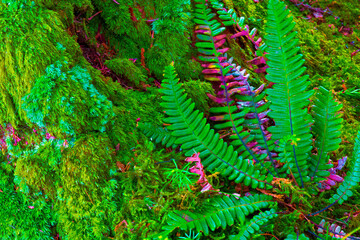 azores,sao miguel,near furnas : moss and ferns