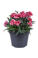 Potted pink Dianthus flowers on white background