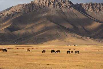 
A herd of horses grazing on a yellow field against the backdrop of the Alai mountains in the Kyrgyz Republic