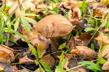 Big mushroom in the autumn forest