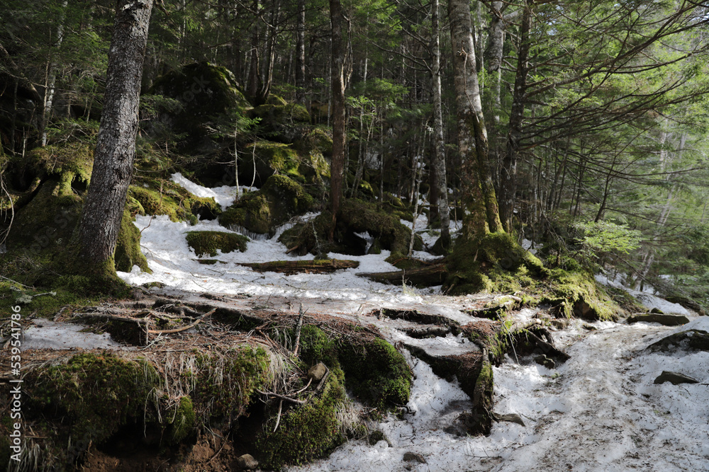 Wall mural river in the forest