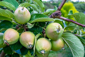 Photography on theme beautiful fruit branch apple tree
