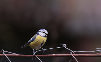A small blue tit on the fence, between the shadow and the light...