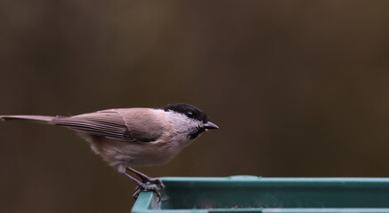 On the feeder, on a blurry green background, sits Coal tits...