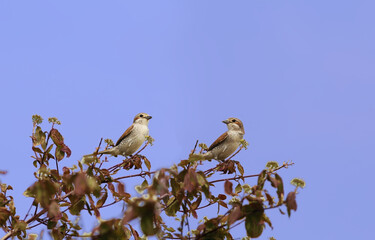 Two shrike chicks - on branches against the blue sky..