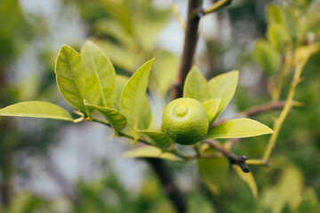 Green lemon on the tree blurred green background, an excellent source of vitamin C. Blurred green lime on the tree. 