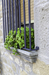 Plants on a balcony at home