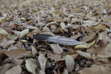 Pigeon feather in the forest