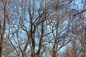Tree branches in the snow against the blue sky.