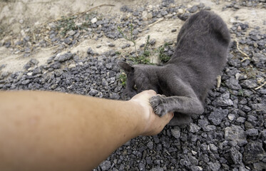 Blue russian cat on the street