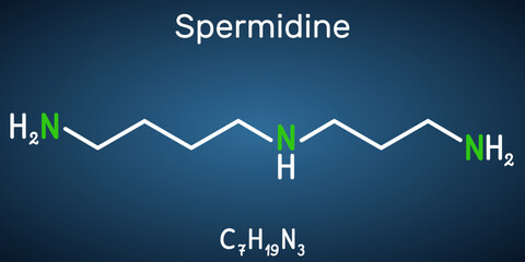 Spermidine molecule. It is triamine, polyamine formed from putrescine. Structural chemical formula on the dark blue background