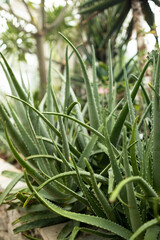 Obraz premium Close up Aloe Vera Plant outdoor at eco garden. Abstract pattern of plants